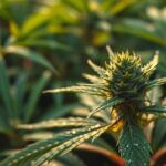 Cannabinoïden: verbeter je slaap, verminder pijn en stress